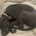 Photo of Nala