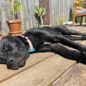 Photo of Nala