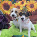 Photo of Coco & Rollie