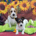 Photo of Coco & Rollie