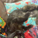 Photo of Gilgamesh