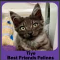 Photo of Tiye 