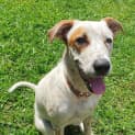 Photo of Ivy *$150 Adoption Fee*