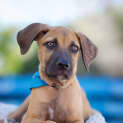 Photo of Koda