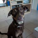 Photo of Plugger