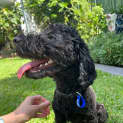 Photo of Nora   11 Month Old Cockapoodle (Trial)