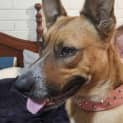 Photo of Bonnie