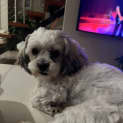Photo of Bam Bam 2 Year Old Shih Tzu (Trial)