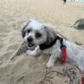 Photo of Bam Bam 2 Year Old Shih Tzu (Trial)