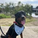 Photo of Axel 2 Year Old Kelpie X Rottweiler (Trial)