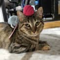 Photo of Hazel
