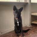 Photo of Bill 1 Year Old Kelpie X (Trial)