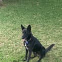 Photo of Bill 1 Year Old Kelpie X (Trial)