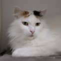Photo of Snookie