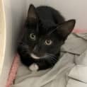 Photo of Cheddar
