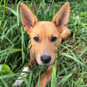 Photo of Lily 3 Month Old German Shepherd X (Trial)