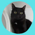 Photo of Noir