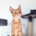 Photo of Byron