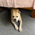 Photo of Chop