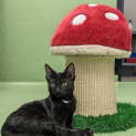 Photo of Zelda