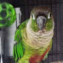 Photo of Chippy