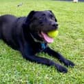 Photo of Shadow