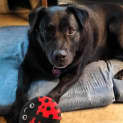 Photo of Shadow