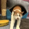 Photo of Rusty