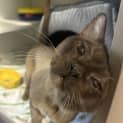Photo of Mr Ru Paul (Leo)