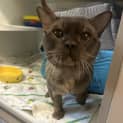 Photo of Mr Ru Paul (Leo)
