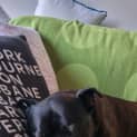 Photo of Oscar