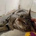 Photo of Cece