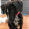 Photo of Parker 12 Week Old Border Collie X (Trial)