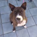 Photo of Sadie