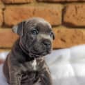 Photo of Blue
