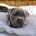 Photo of Blue