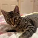Photo of Bob *Reduced Adoption Fee*