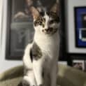 Photo of Zander