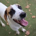 Photo of Lucky