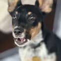 Photo of Tarquin