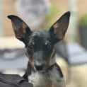Photo of Tarquin