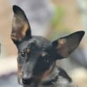 Photo of Tarquin