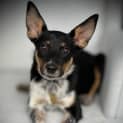 Photo of Tarquin