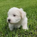 Photo of Quil 6 Week Old Maltese (Trial)