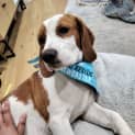 Photo of Basil 6 Month Old Beaglier (Trial)