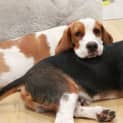 Photo of Basil 6 Month Old Beaglier (Trial)