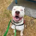 Photo of Roscoe