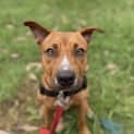 Photo of Scooby Doo