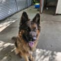 Photo of Tank