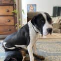 Photo of Spud 1 Year Old Staffy X Bulldog (Trial)
